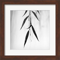 Framed Willow Print No. 2