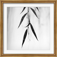 Framed Willow Print No. 2