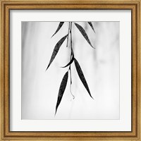 Framed Willow Print No. 2