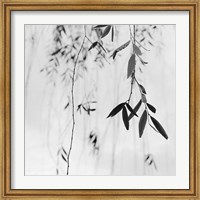 Framed Willow Print No. 3