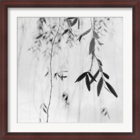 Framed Willow Print No. 3