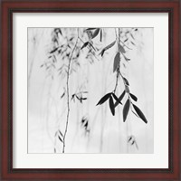 Framed Willow Print No. 3