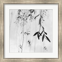 Framed Willow Print No. 3