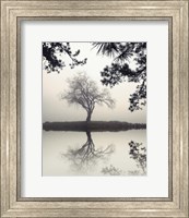 Framed Winter Willow