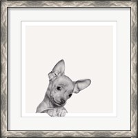 Framed Sweet Chihuahua