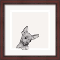 Framed Sweet Chihuahua