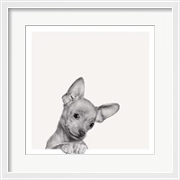 Framed Sweet Chihuahua