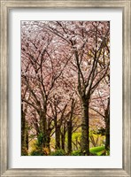 Framed Cherries in Bloom