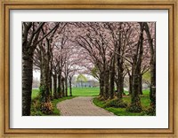 Framed Cherry Blossom Path