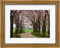 Framed Cherry Blossom Path