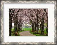 Framed Cherry Blossom Path