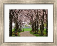 Framed Cherry Blossom Path