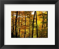 Framed Fall Colors