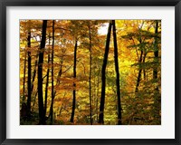 Framed Fall Colors