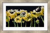 Framed Sunflower Field on Black