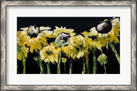 Framed Sunflower Field on Black