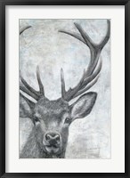 Framed Portrait of a Deer