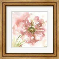 Framed Blush Watercolor Poppy I