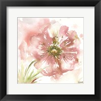 Framed Blush Watercolor Poppy I