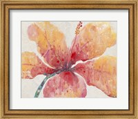 Framed Blooming Hibiscus