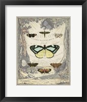 Framed Vintage Butterfly Bookplate