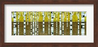 Framed Birches in Fall