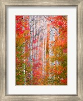 Framed Autumn Passage