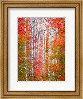 Framed Autumn Passage