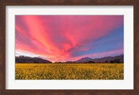 Framed Spring Sunset Napa Valley