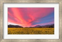 Framed Spring Sunset Napa Valley