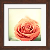 Framed My Perfect Rose