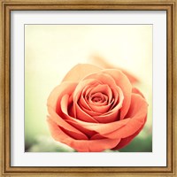 Framed My Perfect Rose