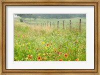 Framed Flowers and Fence