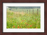 Framed Flowers and Fence