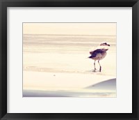 Framed Bird at The Beach