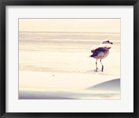 Framed Bird at The Beach