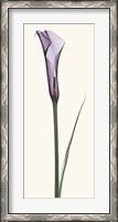 Framed Calla Lily