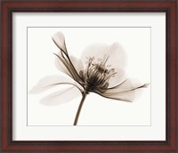 Framed Hellebore II