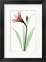 Framed Lily I