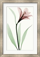 Framed Lily II