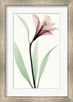 Framed Lily II