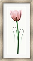 Framed Tulip I