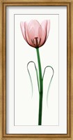 Framed Tulip I