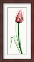 Framed Tulip II