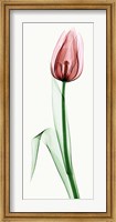 Framed Tulip II