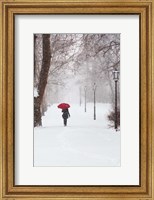 Framed Winter Rose