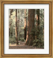 Framed Redwoods 2