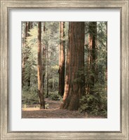Framed Redwoods 2