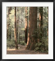 Framed Redwoods 2