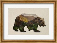 Framed North American Brown Bear